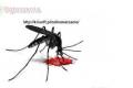 Odkomarzanie zwalczanie komarw i kleszczy